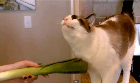 Cat leek